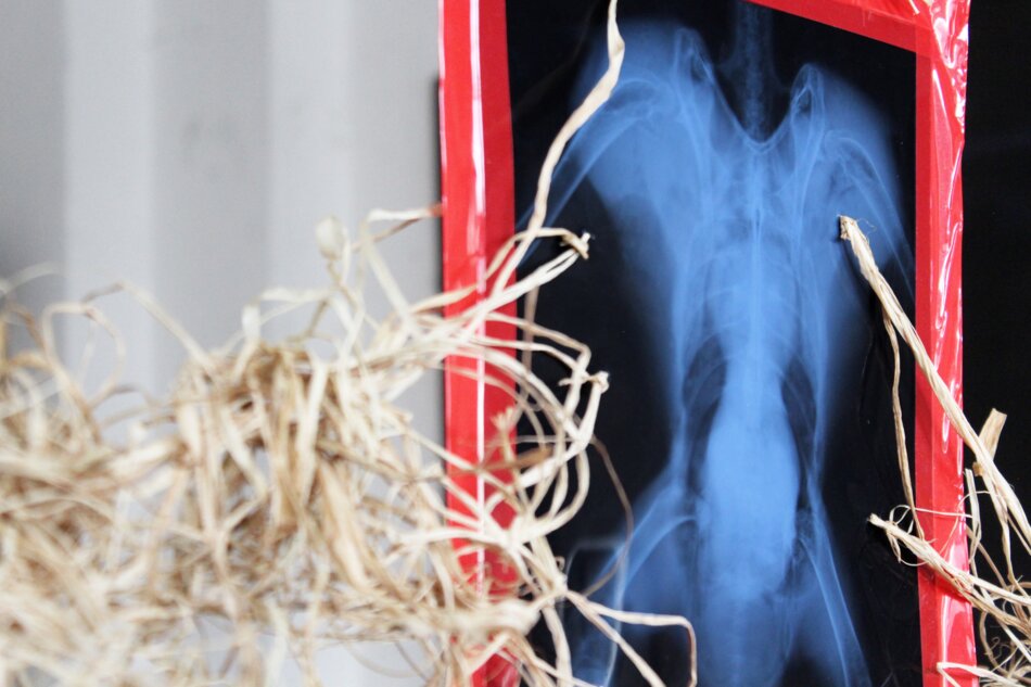 A close-up detail of an artwork featuring a framed x-ray of a bird, surrounded by raffia and red polypropylene packing tape.
 The tape is used to secure the x-ray to the frame and creates a visually interesting contrast with the organic materials.