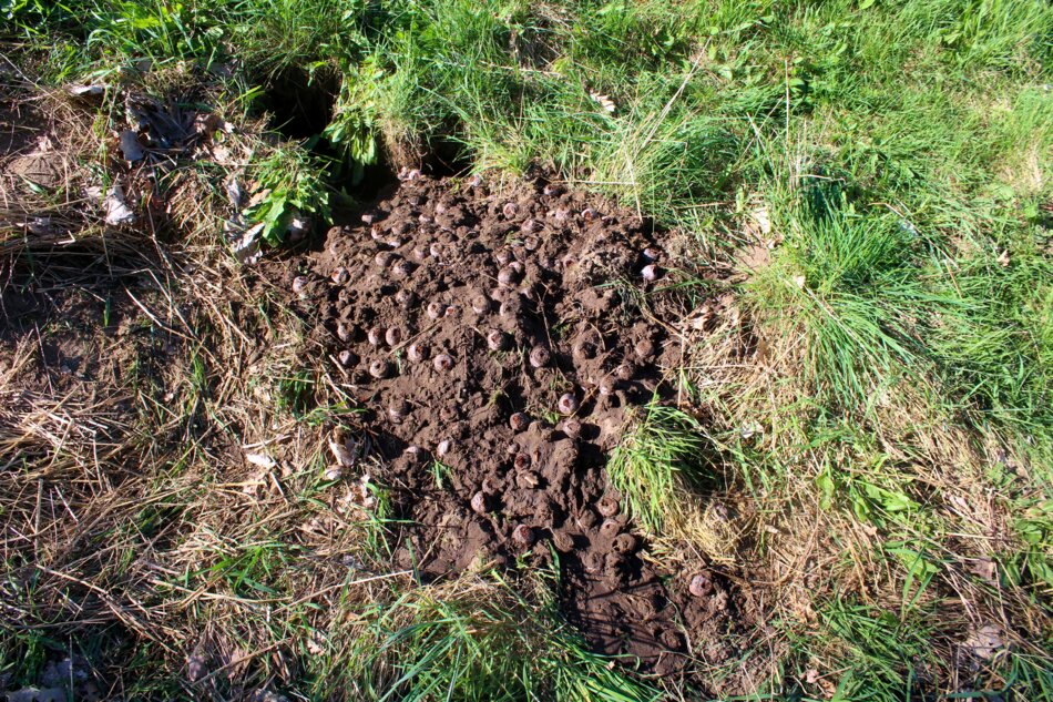 Aerial view of a large, circular mound of soil covered in small, evenly spaced holes. The mound is surrounded by green grass and is located in a grassy area.